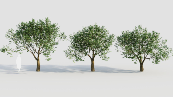 sambucus nigra e