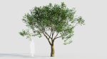 sambucus nigra e