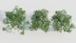 sambucus nigra e