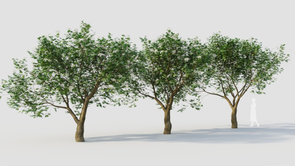 sambucus nigra e