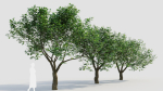 sambucus nigra e