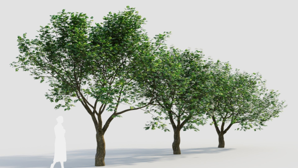 sambucus nigra e