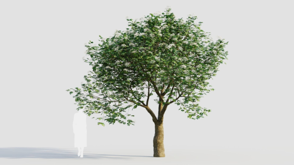 sambucus nigra e