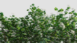sambucus nigra e