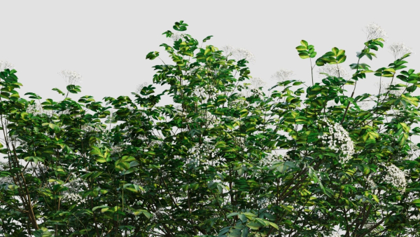sambucus nigra e