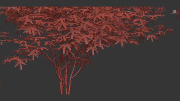 Sambucus nigra European elder