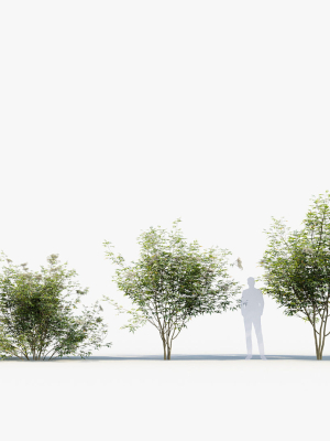 sambucus-nigra-european-elder-3d-model-663efa1364