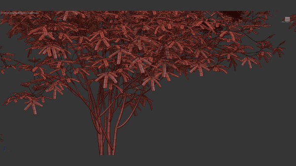 Sambucus nigra European elder
