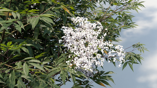 Sambucus nigra European elder