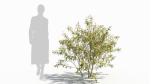 Sambucus tree