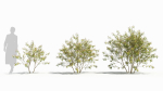 Sambucus tree
