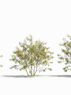 Sambucus tree