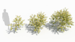 Sambucus tree