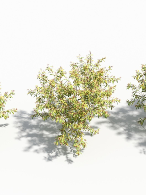 sambucus-tree-3d-model-4e522415cd
