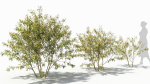 Sambucus tree