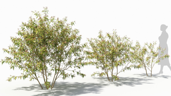 Sambucus tree
