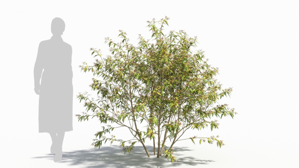 Sambucus tree