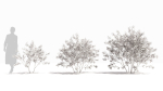 Sambucus tree