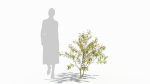 Sambucus tree