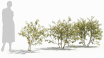 Sambucus tree