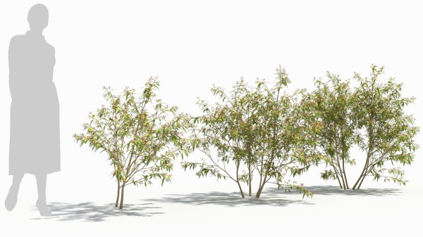 Sambucus tree
