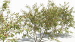 Sambucus tree