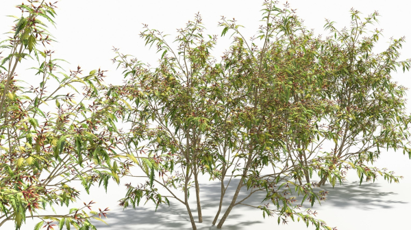 Sambucus tree