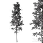 Sample Pine
