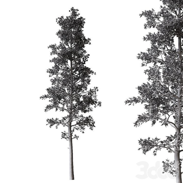 Sample Pine