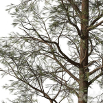 Sample Pine