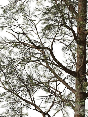 sample-pine-3d-model-1cfa1ee763