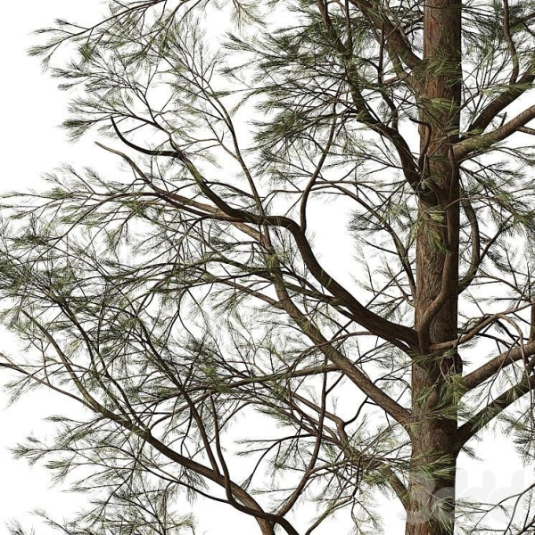 Sample Pine