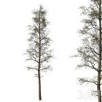 Sample Pine