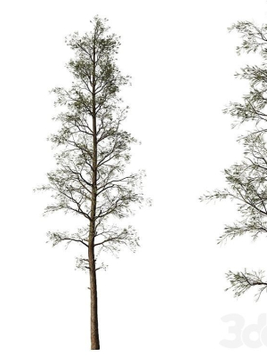 Sample Pine