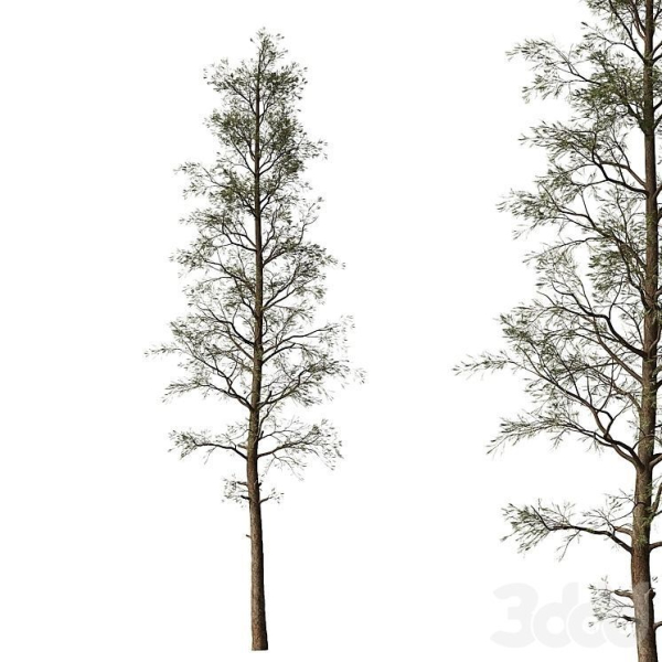 Sample Pine