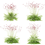 Sanguisorba officinalis flower