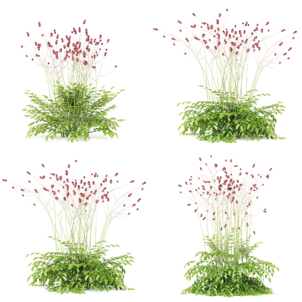 Sanguisorba officinalis flower