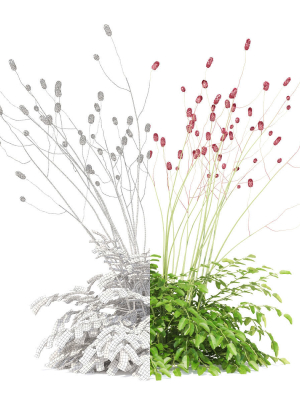 sanguisorba-officinalis-flower-3d-model-3d2121f4f6