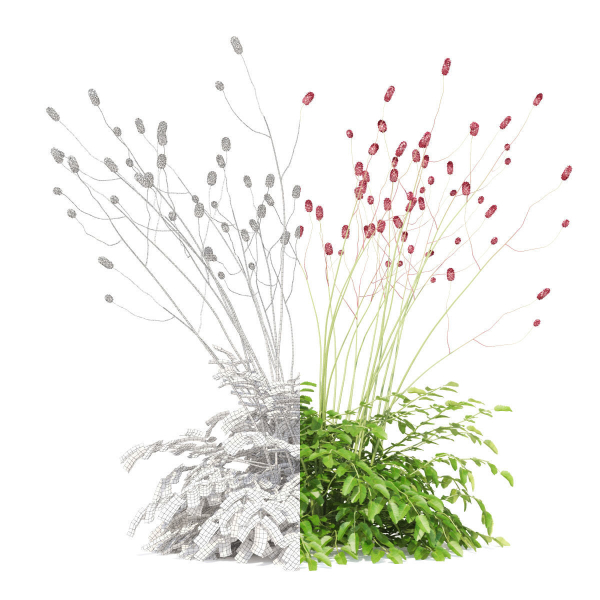 Sanguisorba officinalis flower