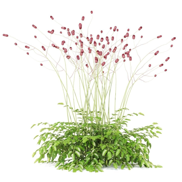 Sanguisorba officinalis flower