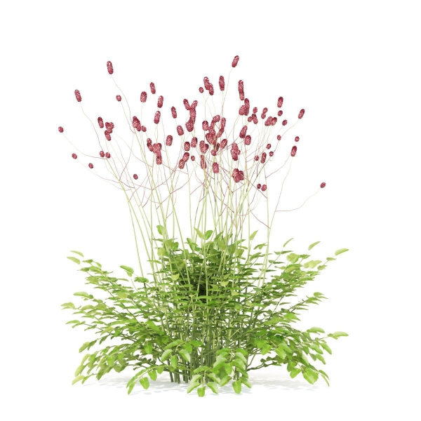 Sanguisorba officinalis flower