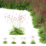 Sanguisorba officinalis flower