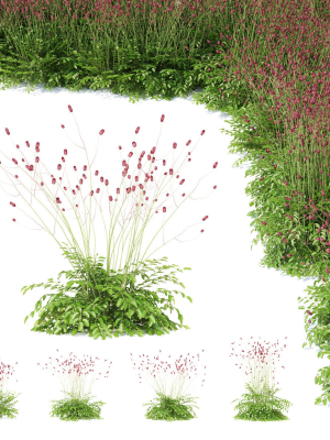 Sanguisorba officinalis flower