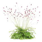 Sanguisorba officinalis flower
