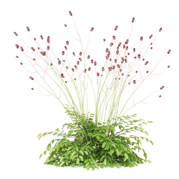 Sanguisorba officinalis flower