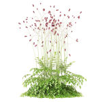 Sanguisorba officinalis flower