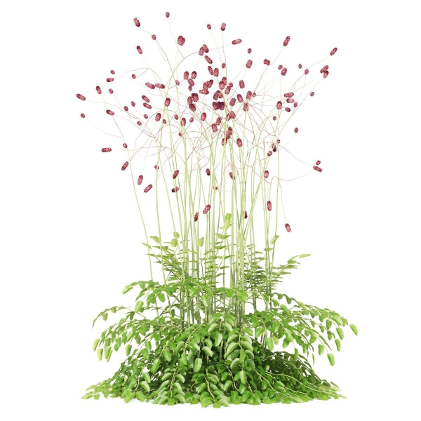 Sanguisorba officinalis flower