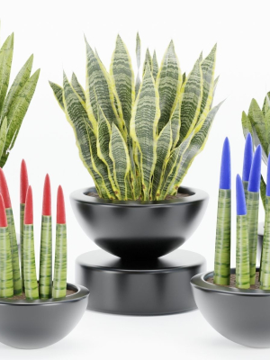 sansevieria plants collection vol 70-Blender
