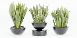 sansevieria plants collection vol 70-Blender