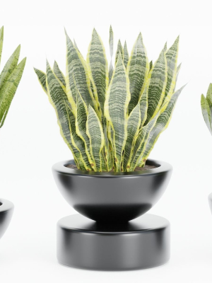 sansevieria-plants-collection-vol-70-blender-3d-model-3fa6a5d337